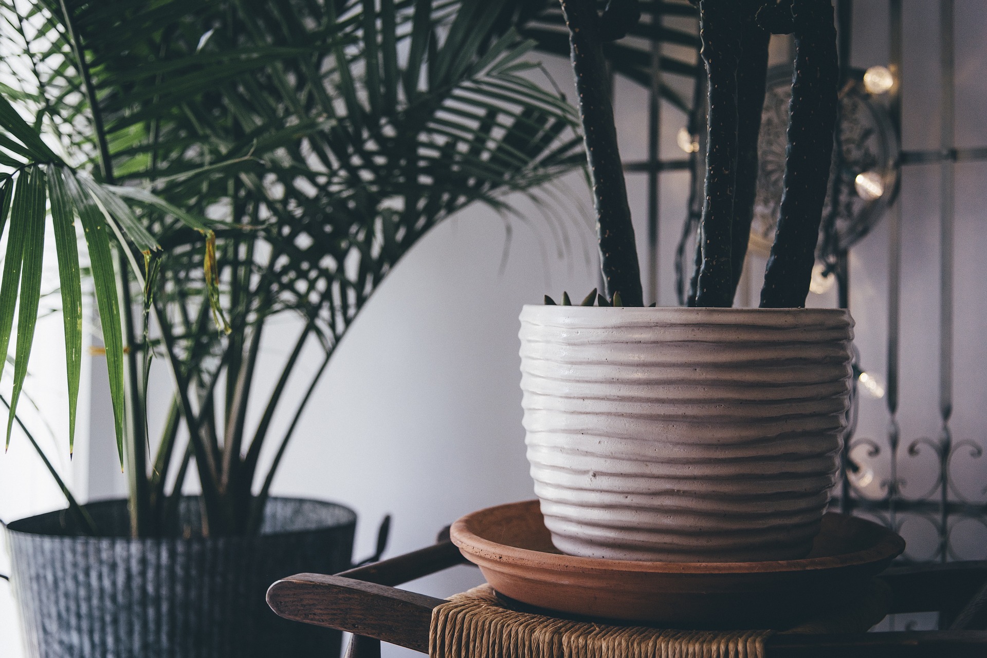 Indoor Plants That Improve Overall Health and Wellness